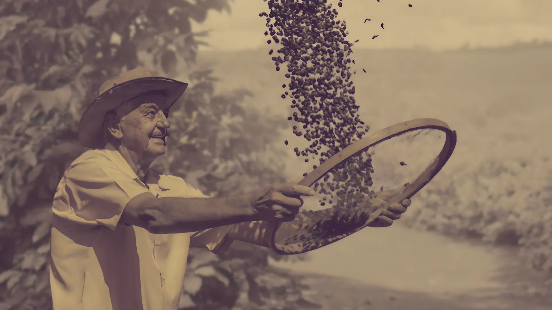 Vô Noraldo peneirando grãos de café ao ar livre, foto com filtro sépia.
