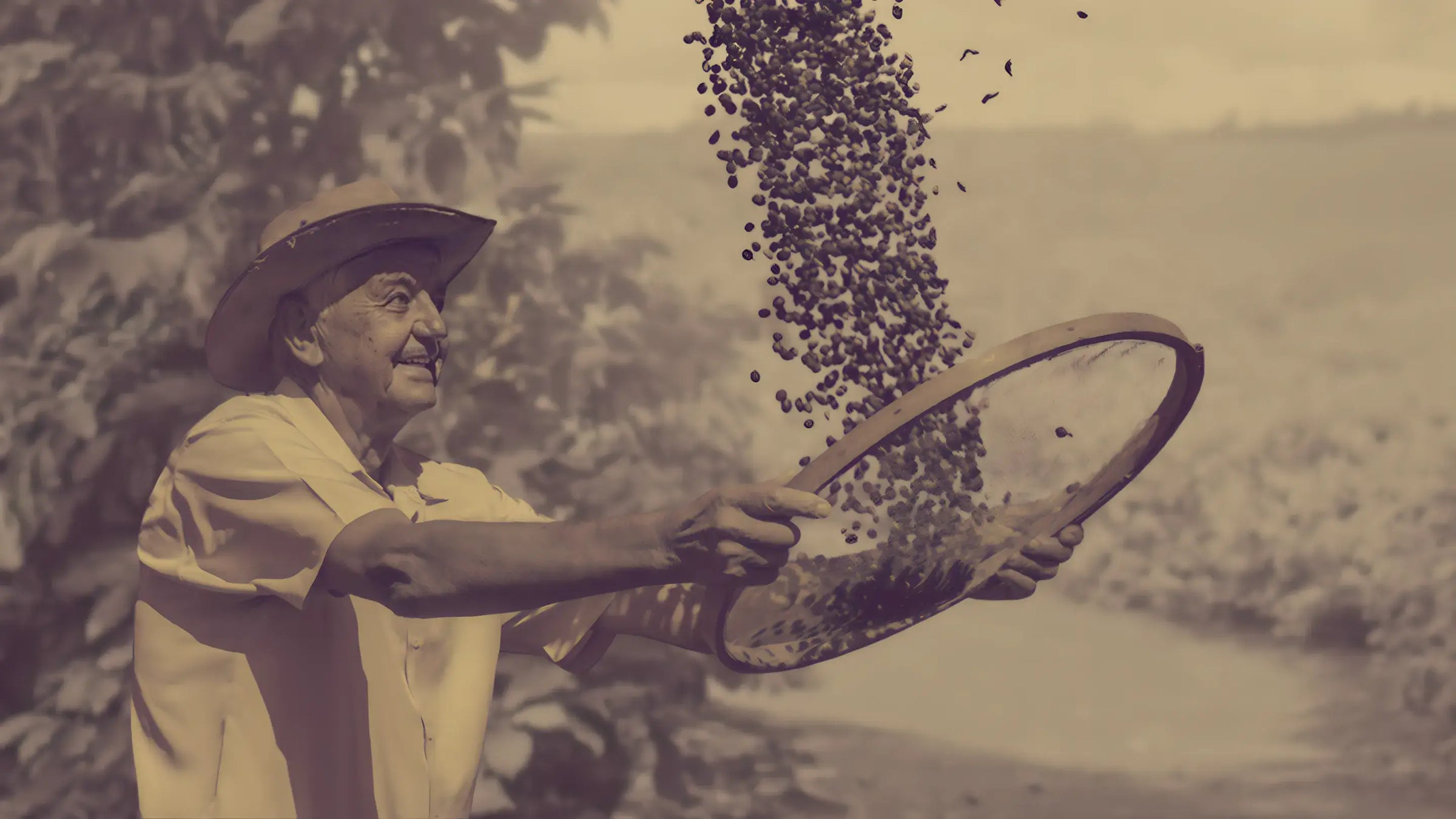 Trabalhador sorridente peneirando grãos de café ao ar livre, em tom sépia