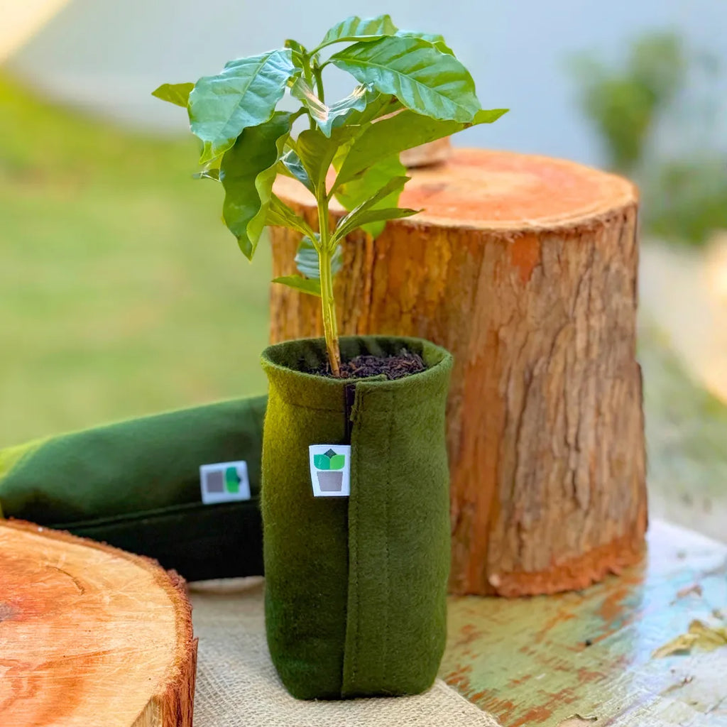 Muda jovem de café arábica crescendo em vaso de feltro verde King Pot, item incluso no kit de plantio da Coleção Raízes.