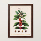 Quadro decorativo "O Cafeeiro" com ilustração botânica do pé de café com flores brancas e frutos vermelhos e os quatro grãos identificados como Arábica, Robusta, Libérica e Excelsa, em moldura de madeira escura.