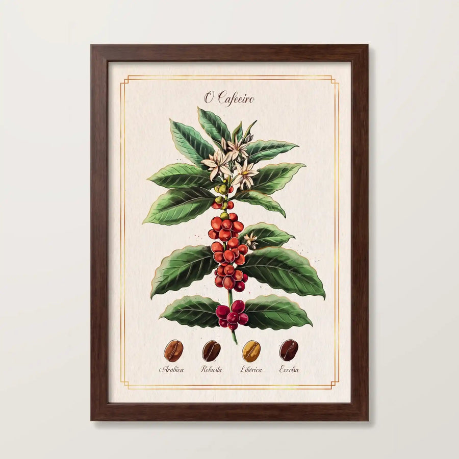Quadro decorativo "O Cafeeiro" com ilustração botânica do pé de café com flores brancas e frutos vermelhos e os quatro grãos identificados como Arábica, Robusta, Libérica e Excelsa, em moldura de madeira escura.
